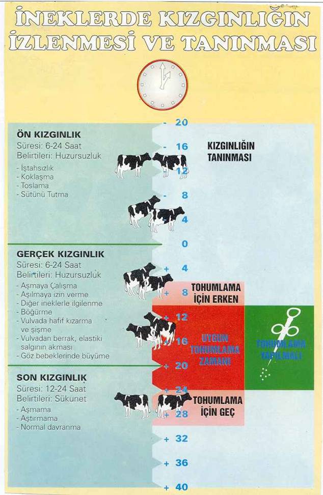 ineklerde kzg?nl???n izlenmesi ve tan?nmas?